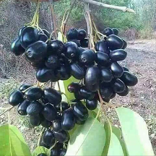 Thai Black Jamun Plant