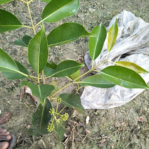 Thai Black Jamun Plant