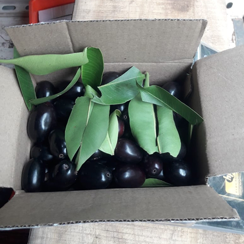 Black Jamun Plant