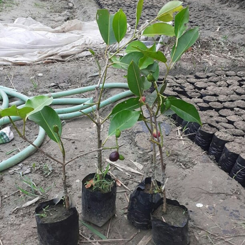 Thai Black Jamun Plant
