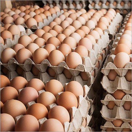 Chicken Eggs