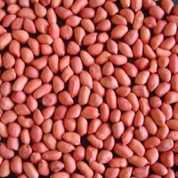 GROUNDNUT  PEANUTS SEED