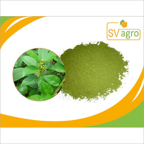 Gymnema Sylvestre Extract By SV AGROFOOD