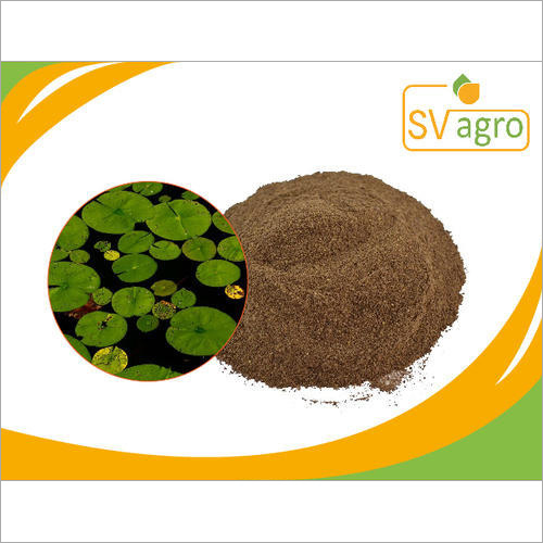Lotus Leaf Extract Grade: Na