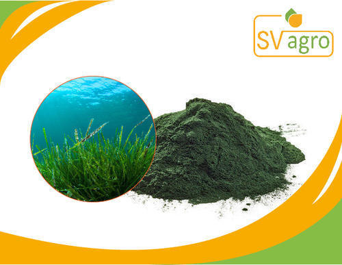 Spirulina Powder Grade: Na