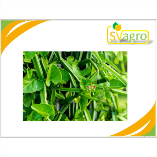 Cissus Quadrangularis Extract