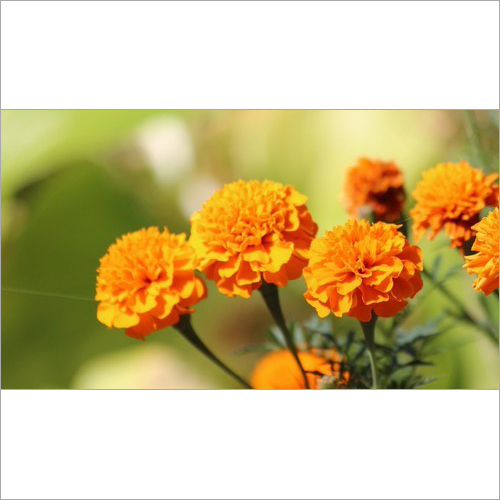 Lutein 5%,10%,20% Natural Marigold Extract