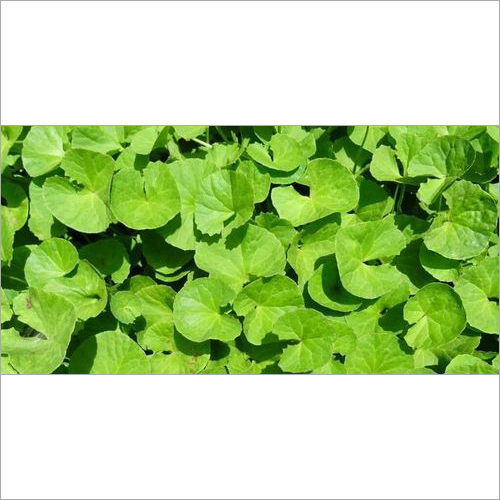 Gotu Kola Extract