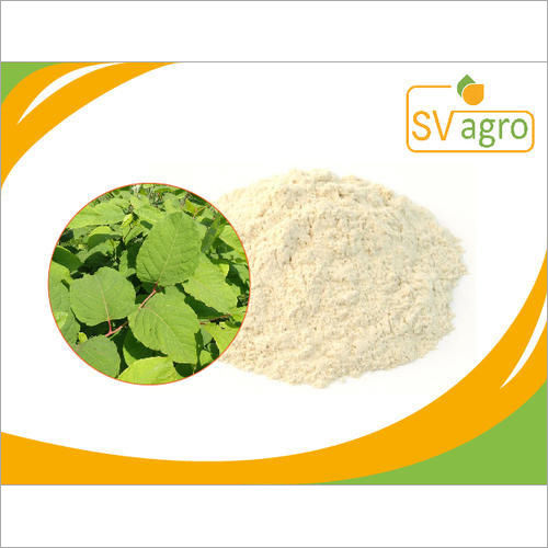 White And Green Polygonum Cuspidatum Extract