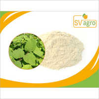 White And Green Polygonum Cuspidatum Extract