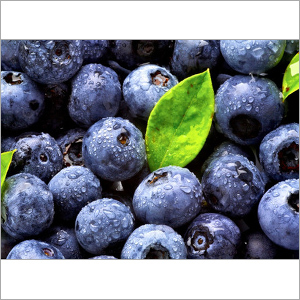 Blue Berry Extract By SV AGROFOOD