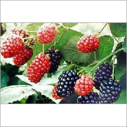 Mulberry Extract