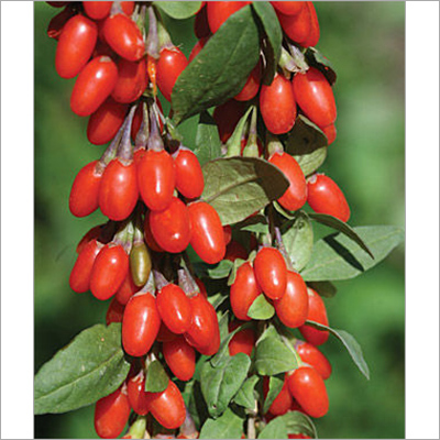 Red Barbury Wolfberry Extract