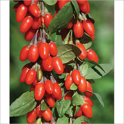 Barbury Wolfberry Extract
