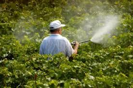 Organic Insecticide