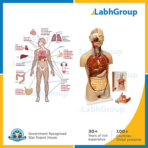 Charts & models for hospital