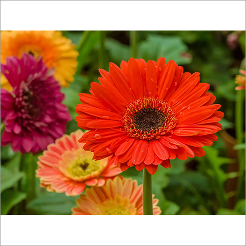Gerbera Flower
