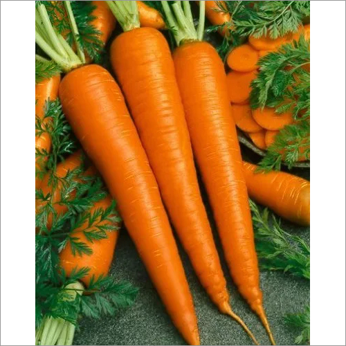 Fresh Carrot