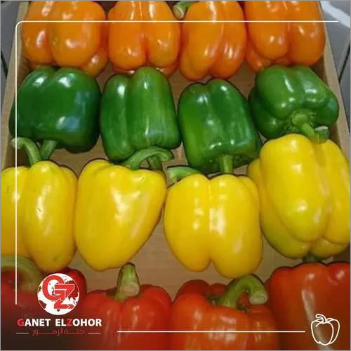 Bell pepper