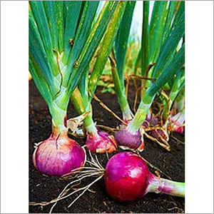 Indian Red Onion