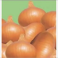 Light Red Onion