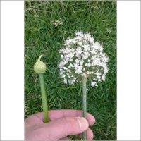 White Onion Seeds