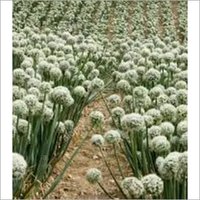 White Onion Seeds