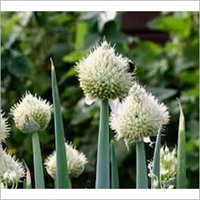 White Onion Seeds