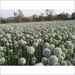 White Onion Seeds