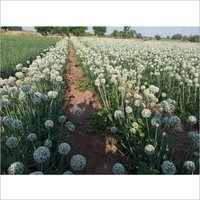 White Onion Seeds