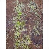White Onion Seeds