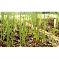 White Onion Seeds
