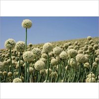 White Onion Seeds