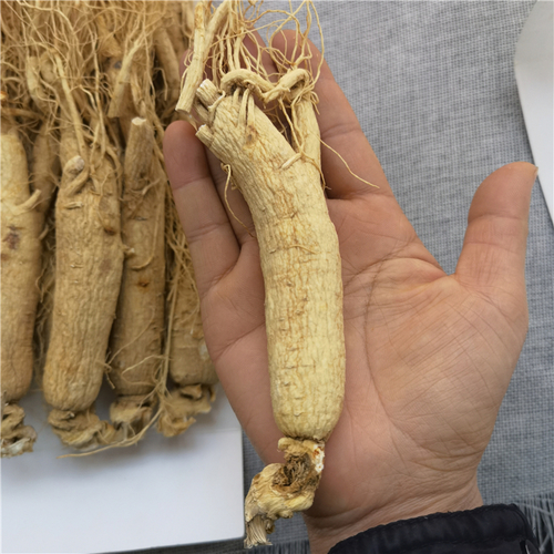 Changbaishan Renshen Dry White Wild Panax Ginseng Root