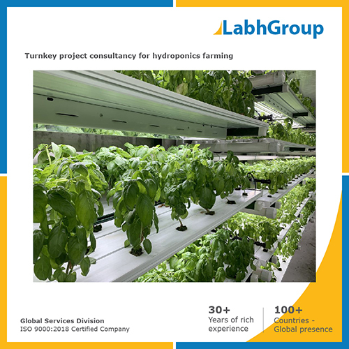 Turnkey project consultancy for Hydroponics farming