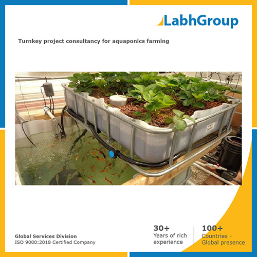 Turnkey project consultancy for Aquaponics farming