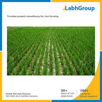 चावल की खेती के लिए टर्नकी प्रोजेक्ट कंसल्टेंसी