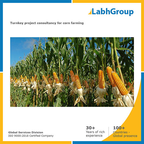 Turnkey project consultancy for Corn farming