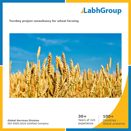 Turnkey project consultancy for Wheat farming