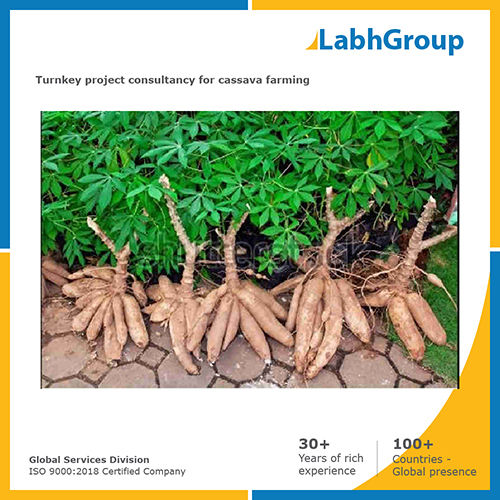 Turnkey project consultancy for Cassava farming