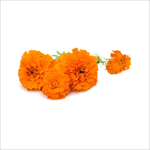 5% - 10% - 20% Water Soluble Lutein Marigold Flower Powder
