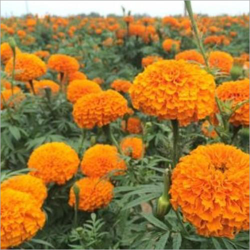 Organic Marigold Lutein 10% Extract