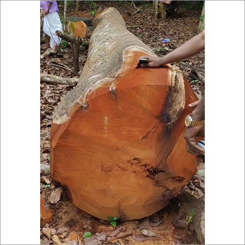 Anjali Wood Log