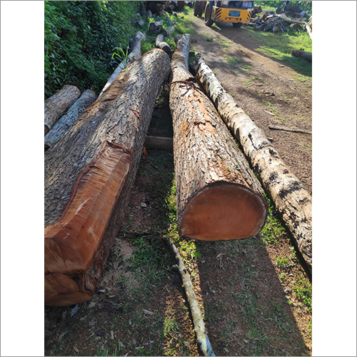 Mahogany Wood Log