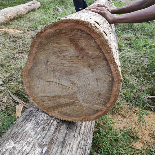 Teak Wood Log