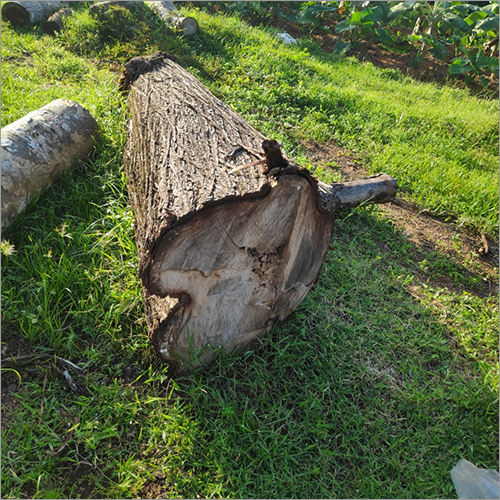 Acacia Wood Log