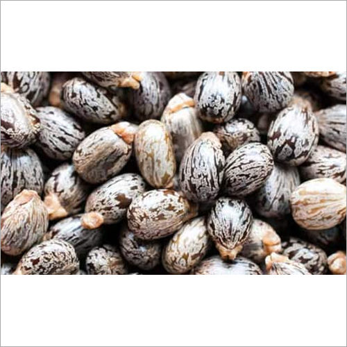 Brawn Natural Castor Seeds