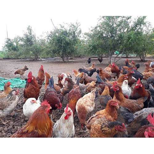Desi Chicken Birds all Varietys Available now for free Range Farming Birds