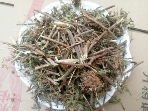 Natural pure dried Mimosa pudica stems and leaves cuts