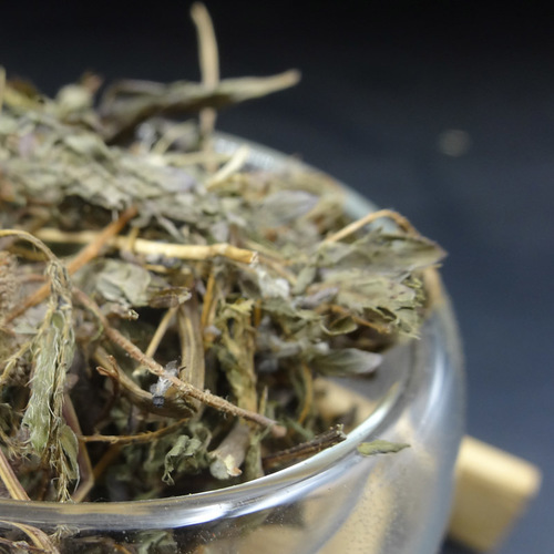 Natural Sensitive Plant  Mimosa Pudica stem and leave